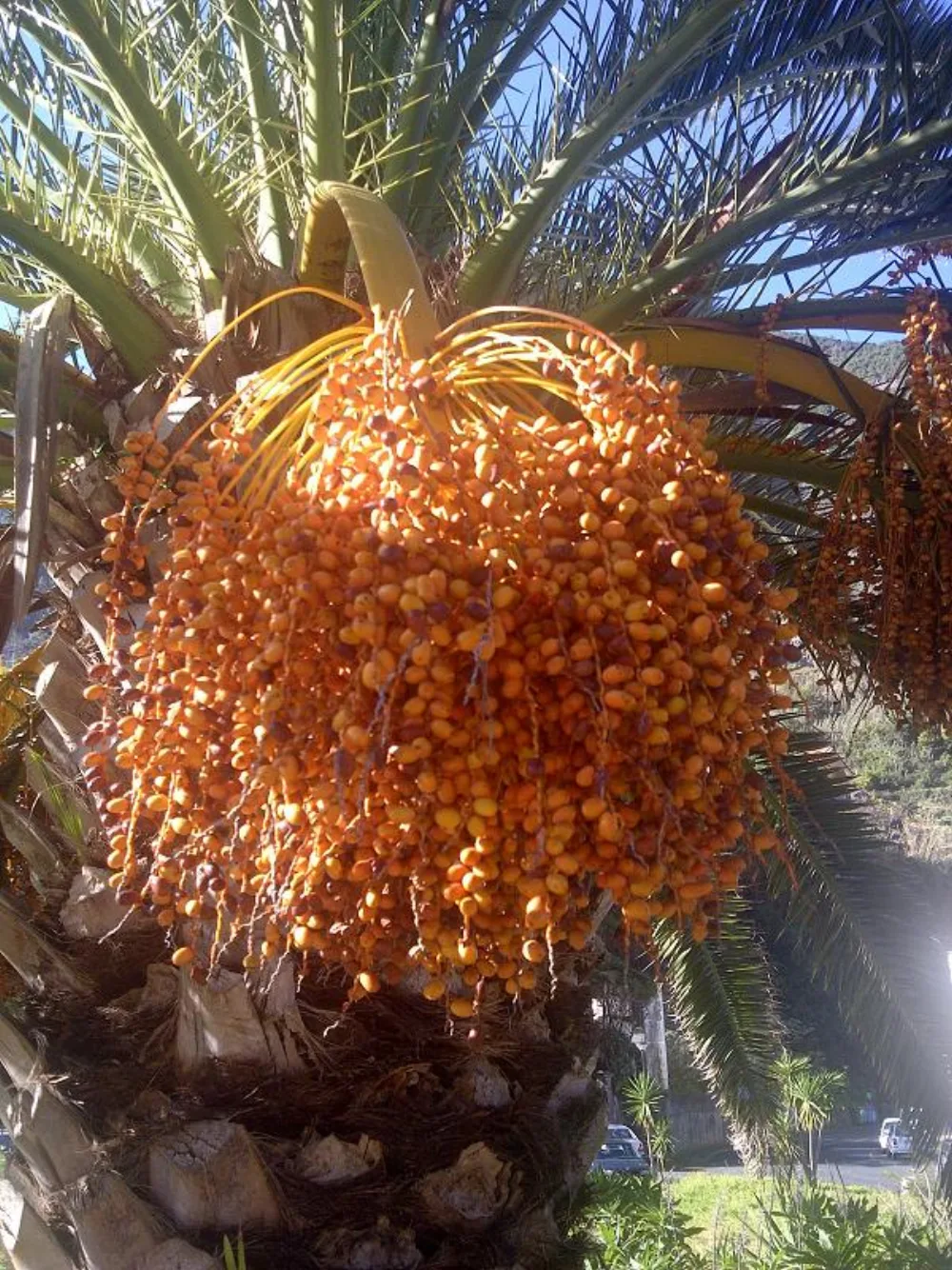 Harga Kurma Madinah per Kg: Ajwa, Safawi, Mabroom & Anbara (Tabel 2026)