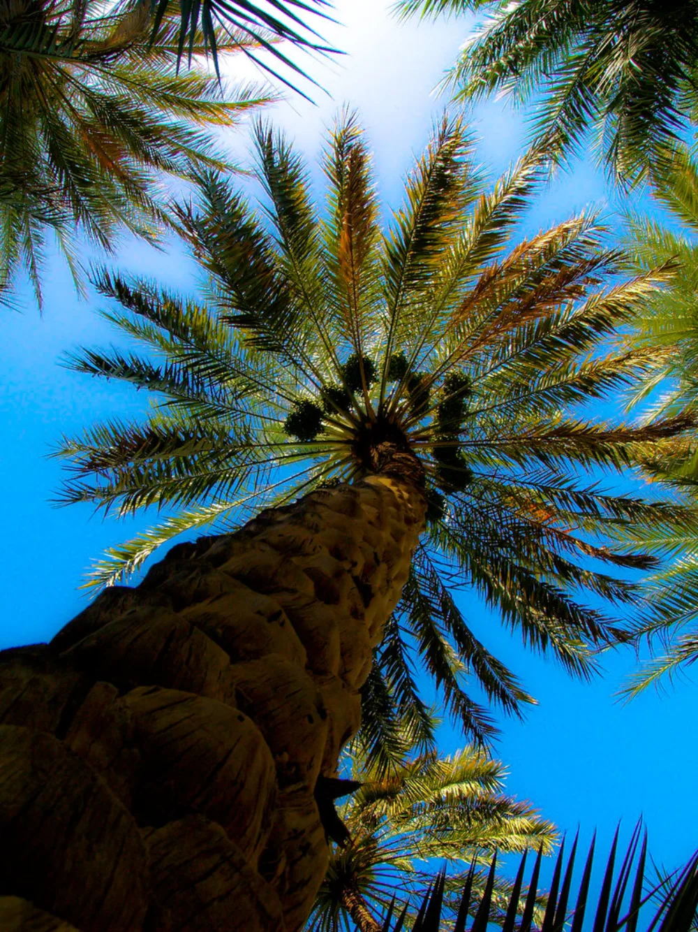 Anbara Dates from Madinah: The Complete Guide to the Largest Date of the Holy City