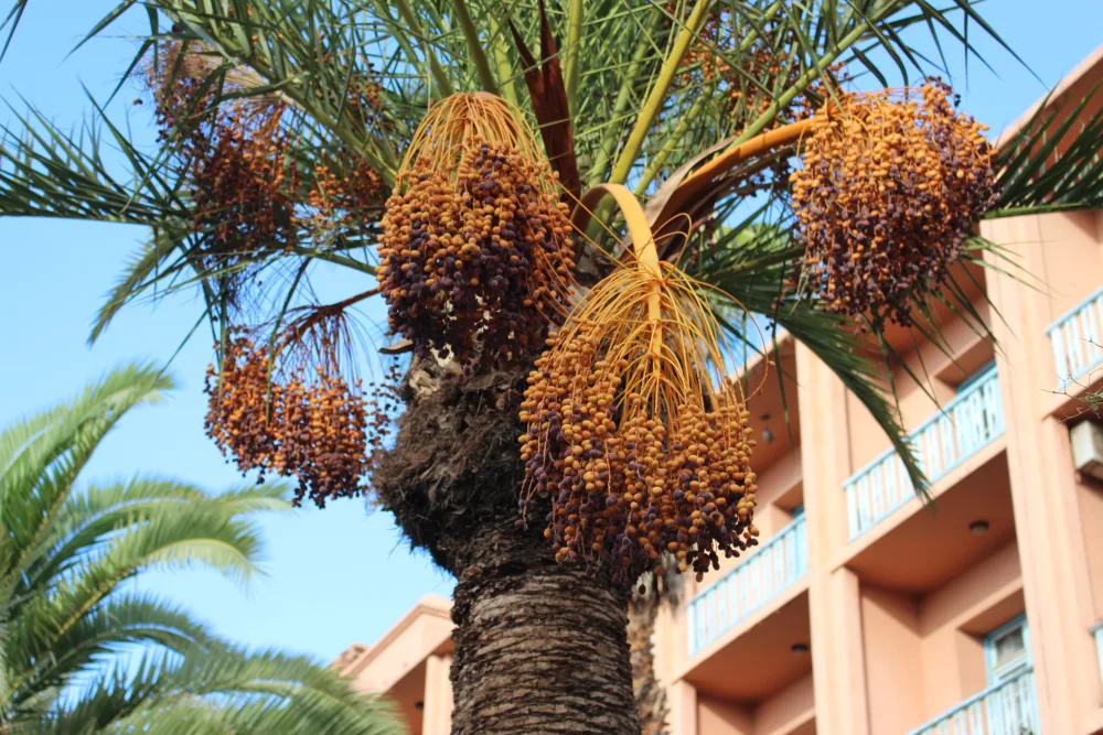 The Complete Guide to Madinah Dates: Ajwa, Safawi, Mabroom & Anbara